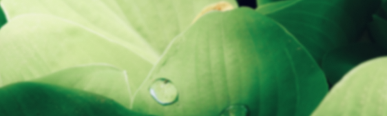 closeup-shot-two-water-drops-green-leaf-during-daytime